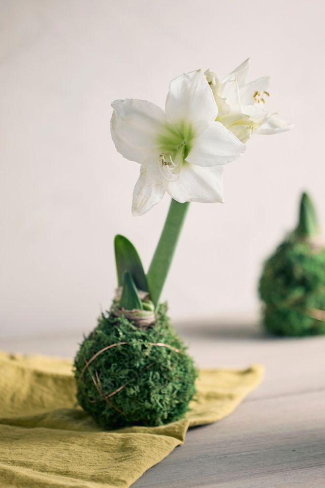 Moss Wrapped Amaryllis Bulb #1