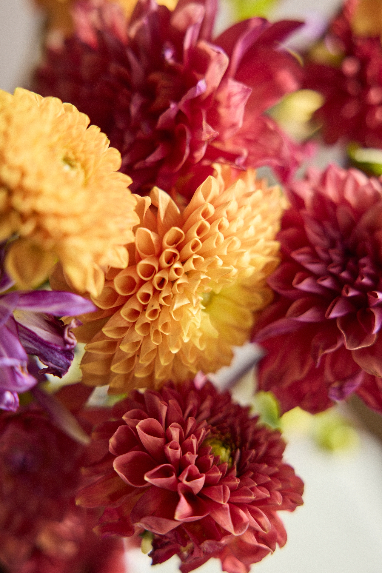 Fresh Dahlia Bunch