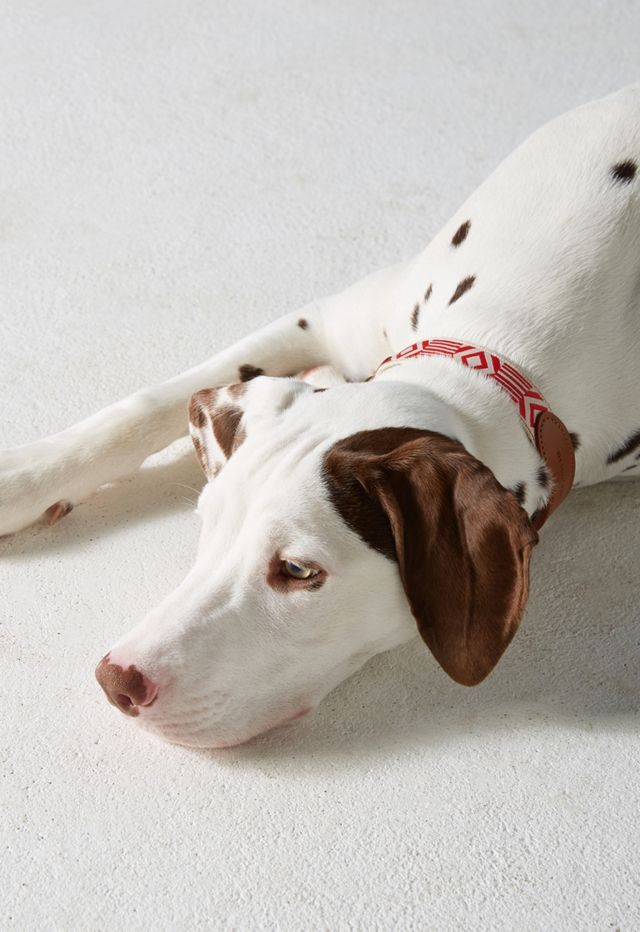 Leather & Hemp Collar #3