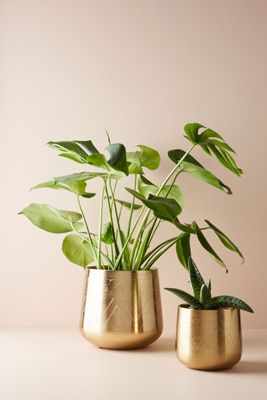 Etched Golden Pot