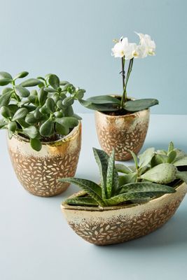 Studio Vine Pot