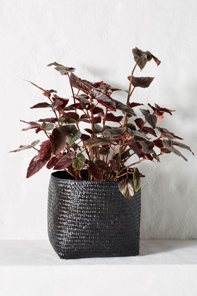 Anias Plant Basket #1