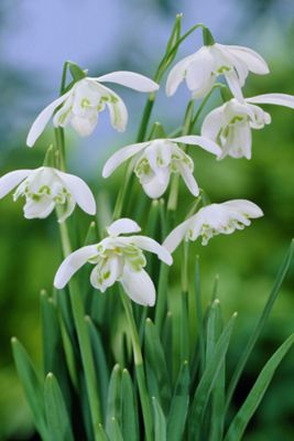 Leucojum aestivum Bulbs