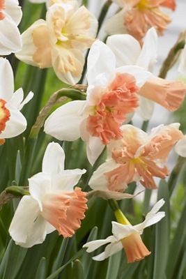 Narcissus Pink Mix Bulbs