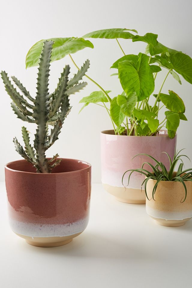 Springside Pot #1