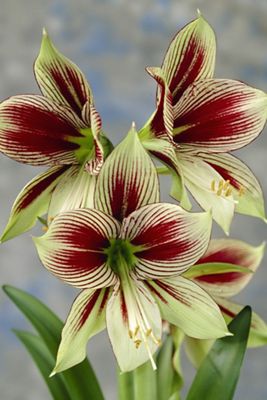 Amaryllis ‘Papilio’ Bulb