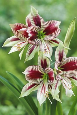 Amaryllis ‘Papilio’ Bulb