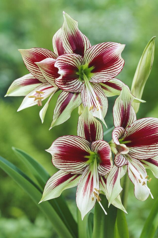Amaryllis ‘Papilio’ Bulb