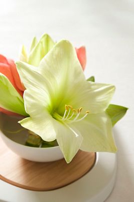 Amaryllis ‘Luna’ Bulb
