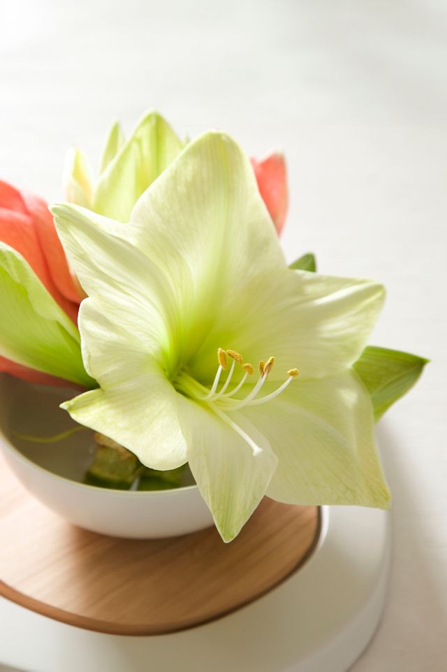 Amaryllis ‘Luna’ Bulb