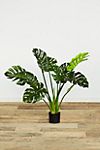 Faux Philodendron
