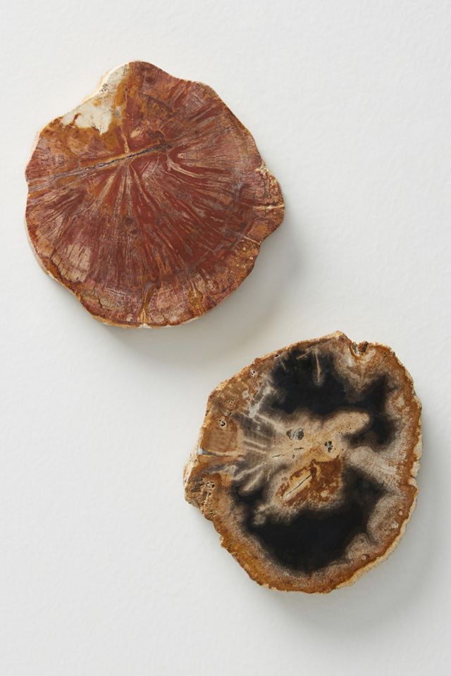 Petrified Wood Coaster #1