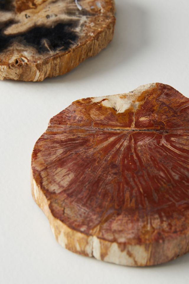 Petrified Wood Coaster #2