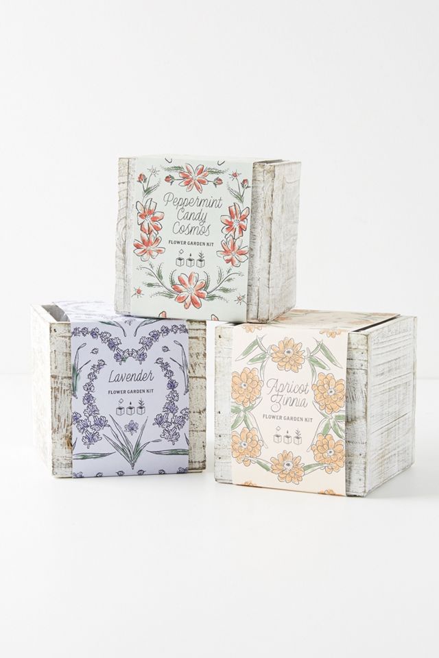 Modern Sprout Apricot Zinnia Seed Box #1