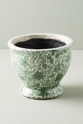 Amaryllis Pot