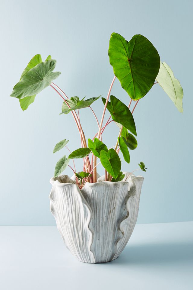 Cement Tulip Pot #8