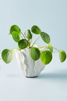 Cement Tulip Pot