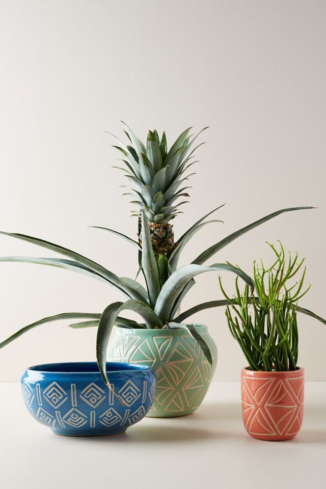 Sage Garden Pot #2