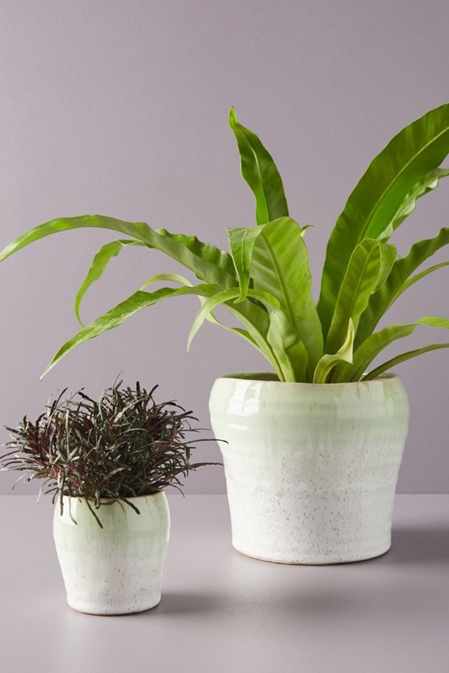 Lacie Pot #1