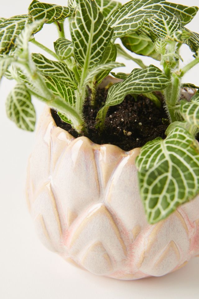 Lotus Pot #2