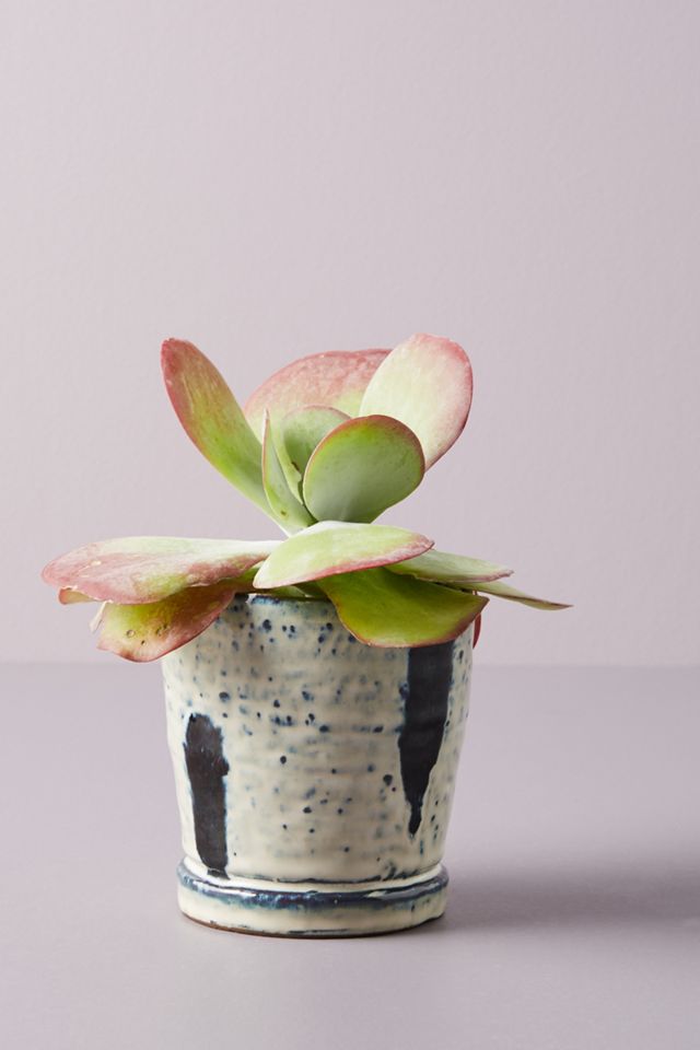 Blair Pot #3