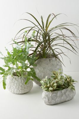 Charente Pot