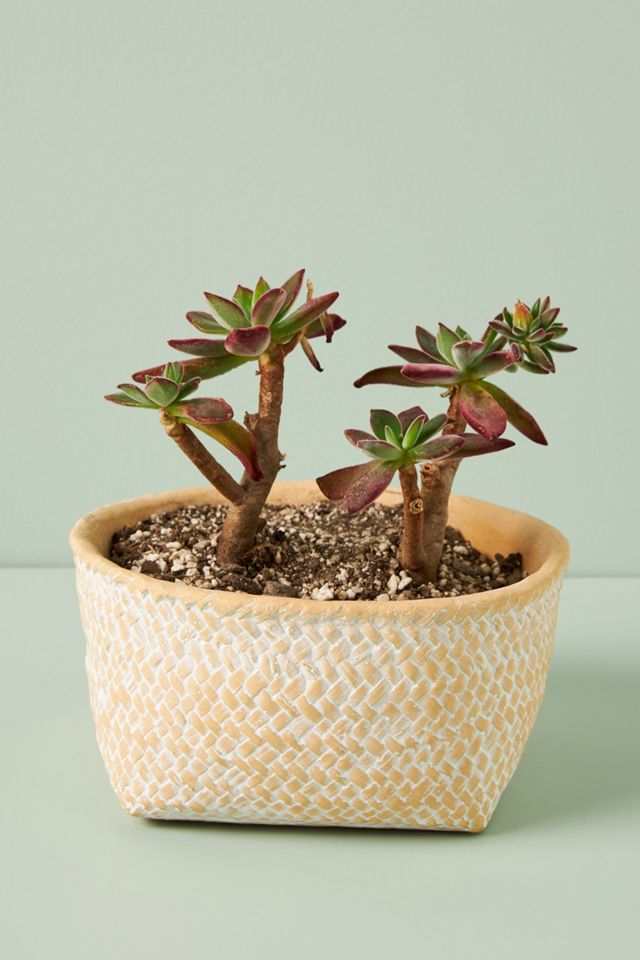 Blakely Pot #3