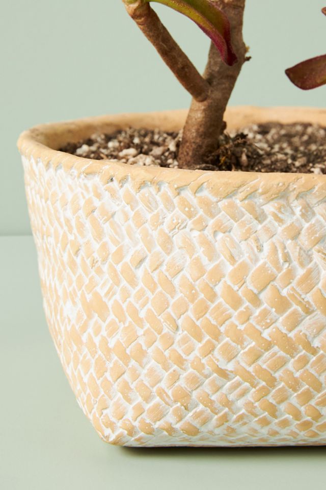 Blakely Pot #4