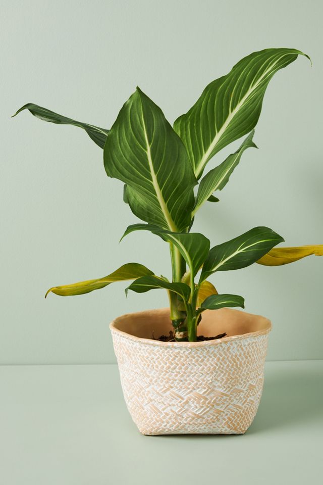Blakely Pot #6