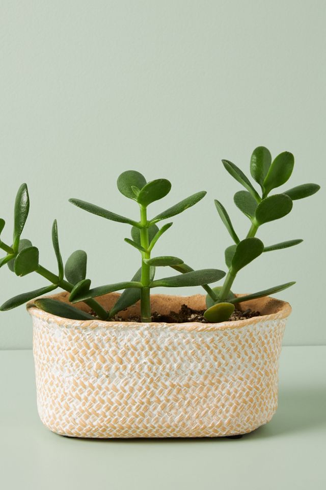 Blakely Pot #8