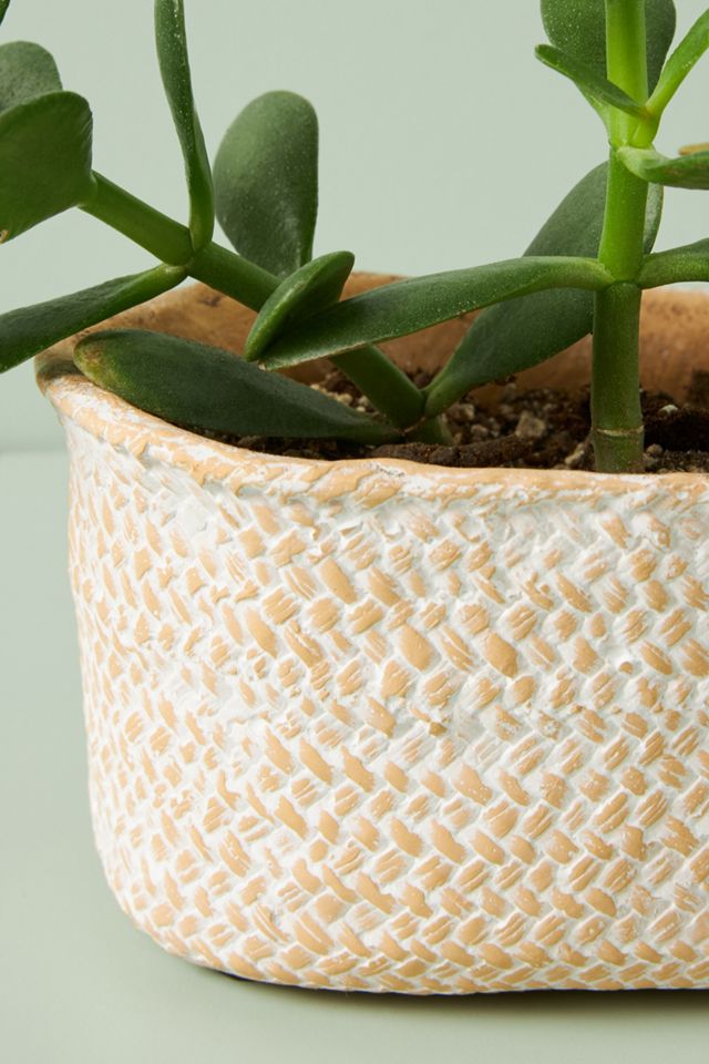 Blakely Pot #9