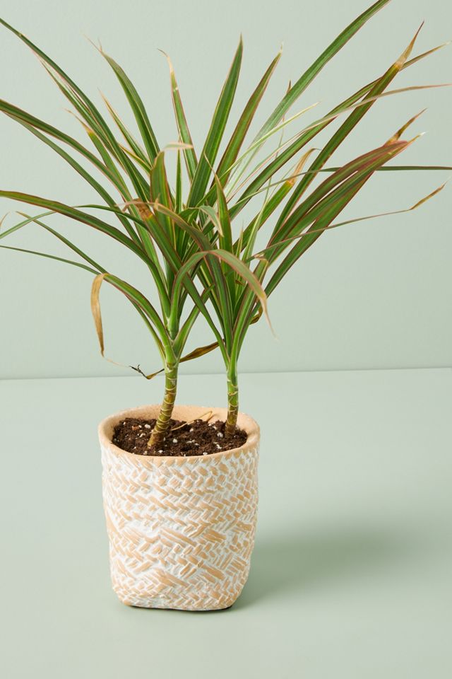 Blakely Pot #12