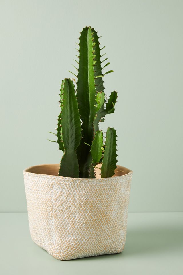 Blakely Pot #1