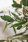 Fresh Ruscus + Olive Leaf Garland #1