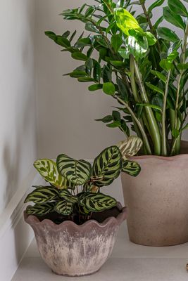 Ada Scalloped Edge Bowl Plant Pots, Set of 2