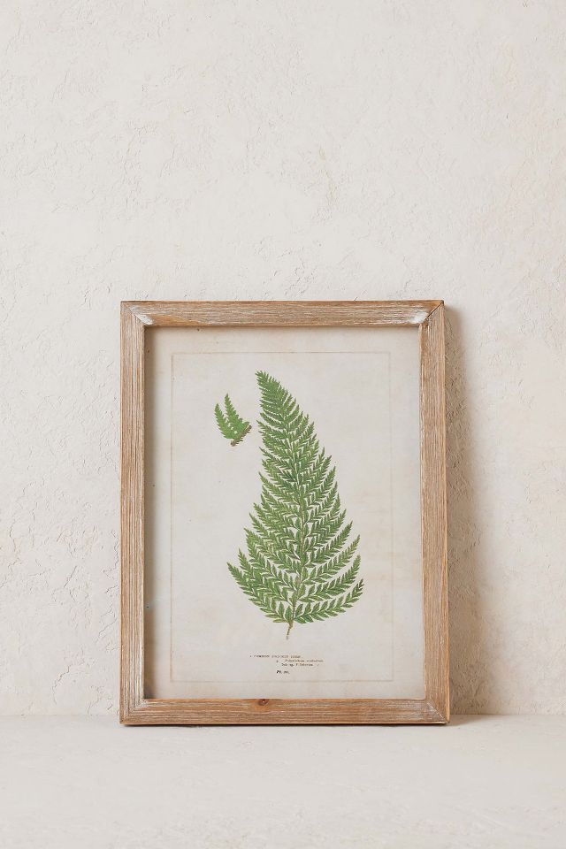 Fern Wall Art 