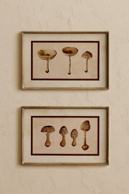 Framed Mushroom Art Print, Set of 2