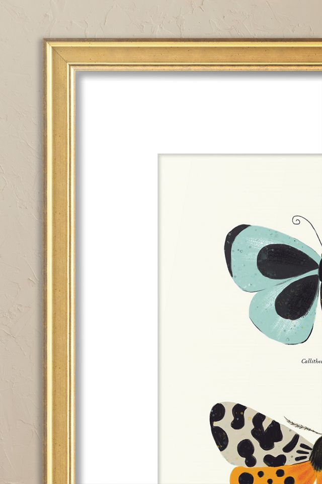 Butterfly Species by Sabina Radeva Framed Wall Art #1