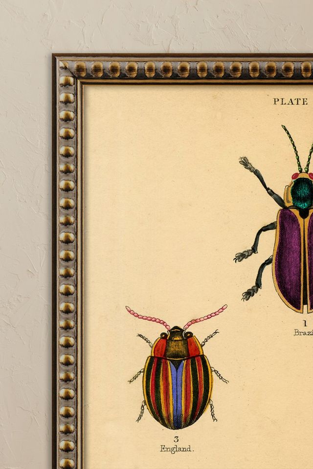 Bugs by Wyatt Landesmann Framed Wall Art #1