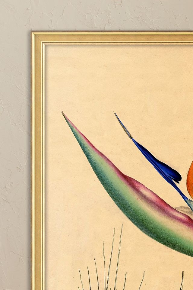 Bird of Paradise by Wyatt Landesmann Framed Wall Art #1