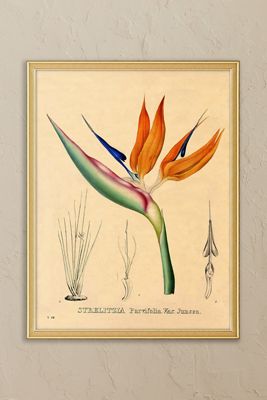 Bird of Paradise by Wyatt Landesmann Framed Wall Art