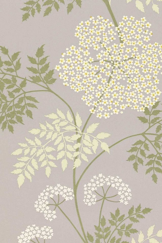 Sanderson Cow Parsley Wallpaper Anthropologie UK