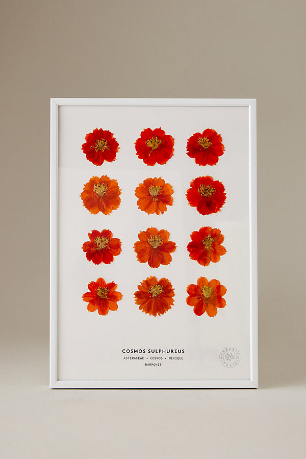 Herbarium Cosmos Sulphureus Pressed Flowers Framed Print