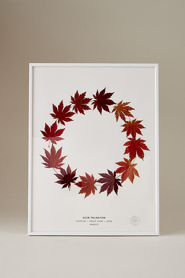 Herbarium Acer Palmatum Pressed Maple Leaf Framed Print