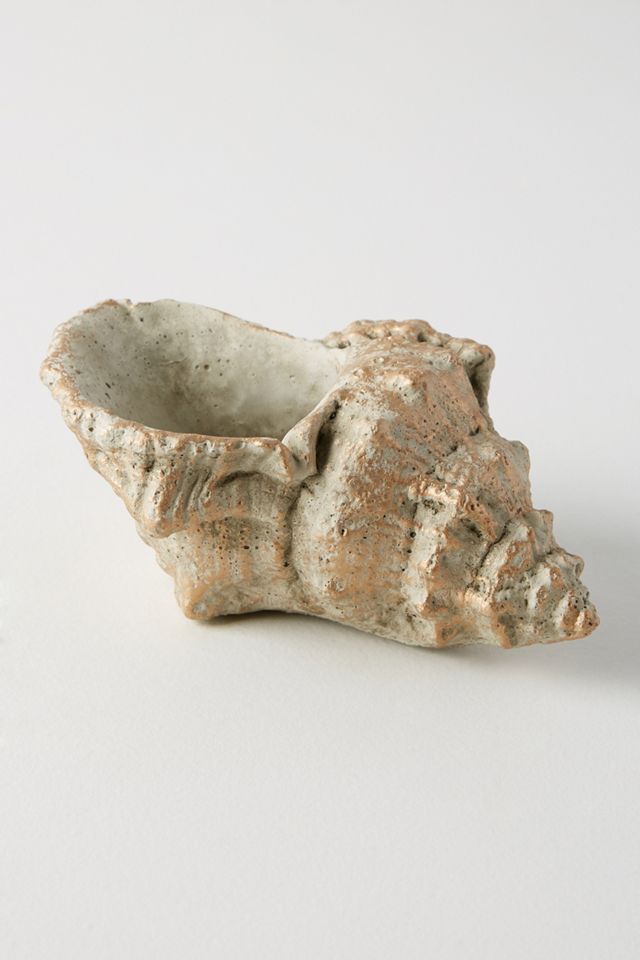 Shell Planter #1