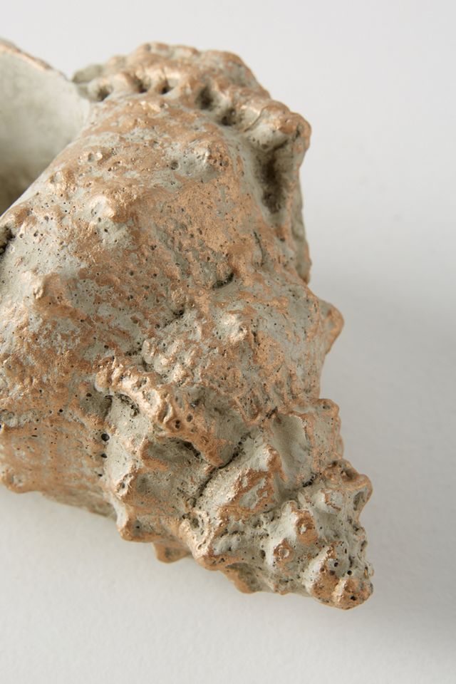 Shell Planter #3