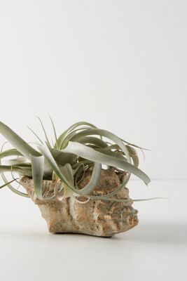 Shell Planter