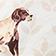 Dog Icon