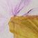 Pressed Flower