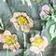 Green Floral